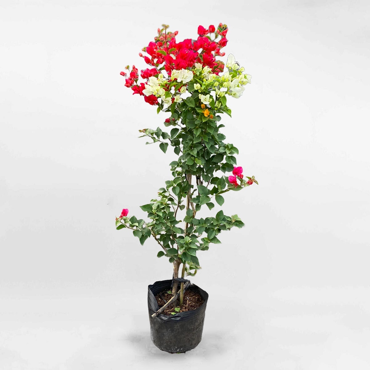 Cây bông giấy chậu ươm CBG001
