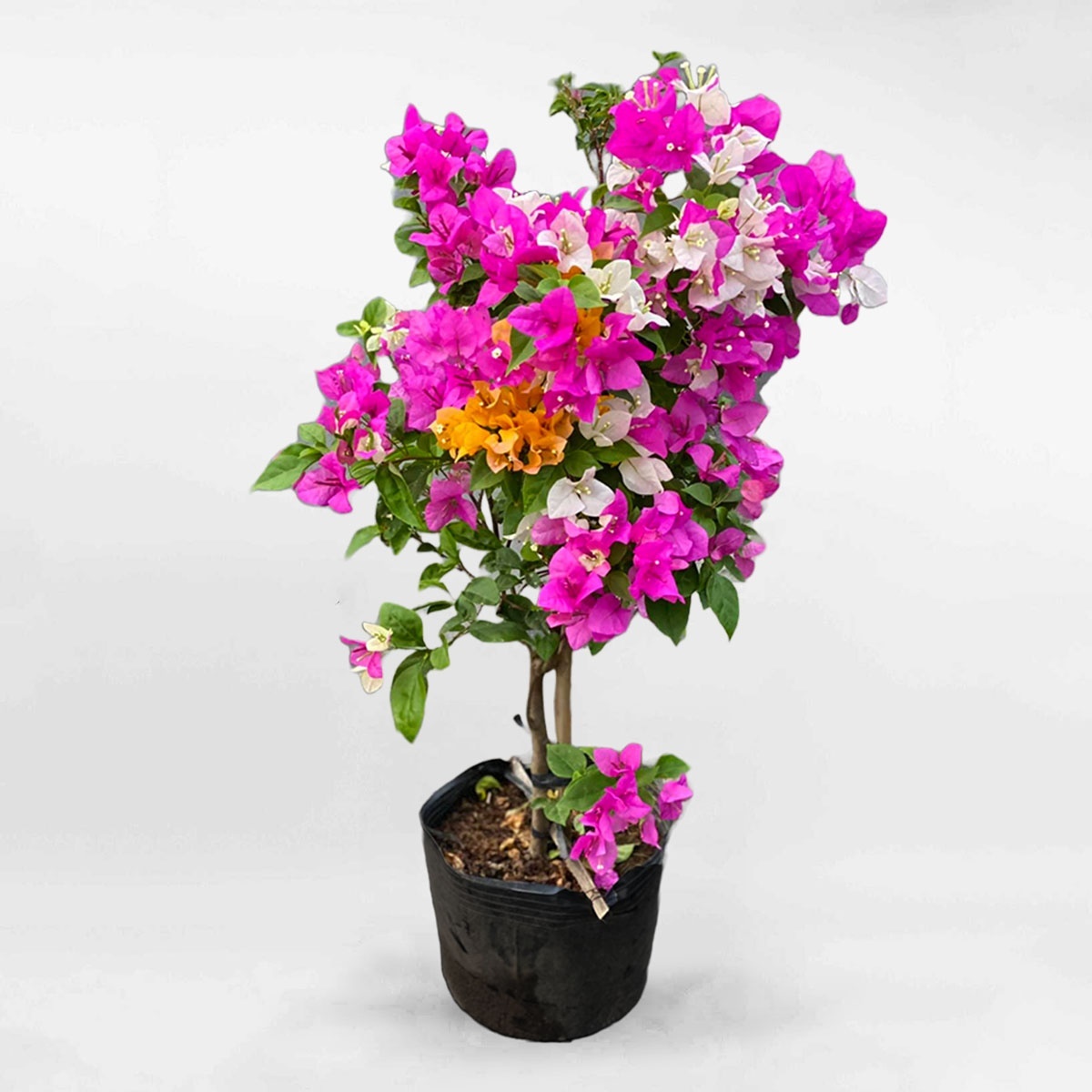 Cây bông giấy chậu ươm CBG001