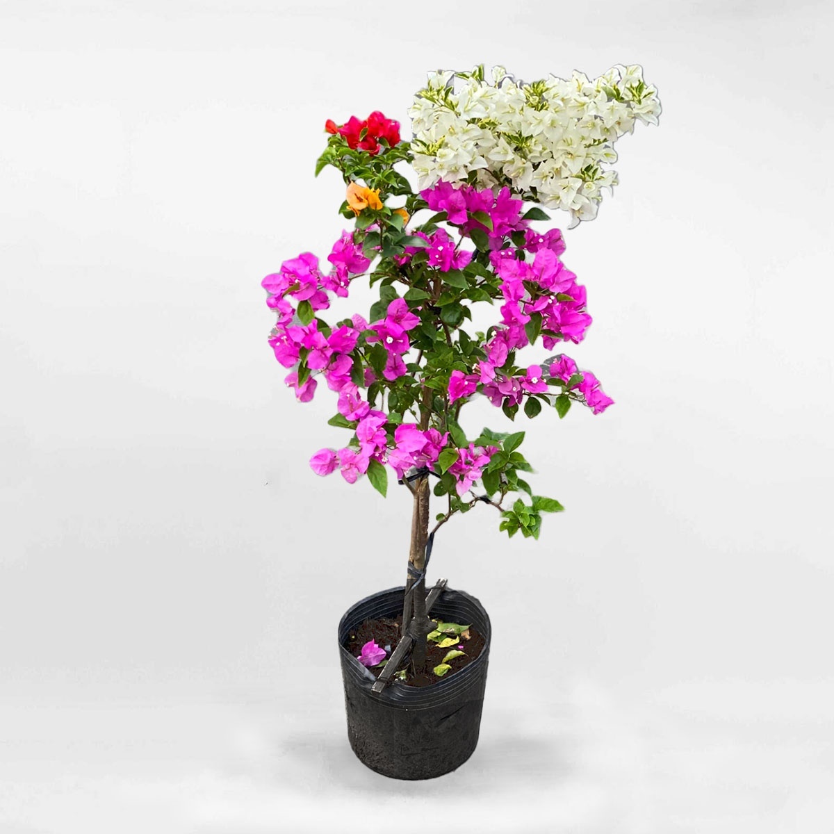 Cây bông giấy chậu ươm CBG001