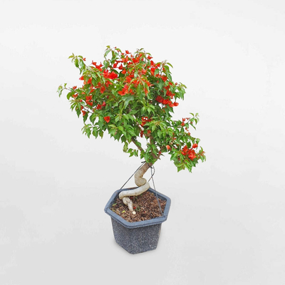 Cây bông giấy Thái dáng bonsai màu đỏ chậu ươm BGTL003
