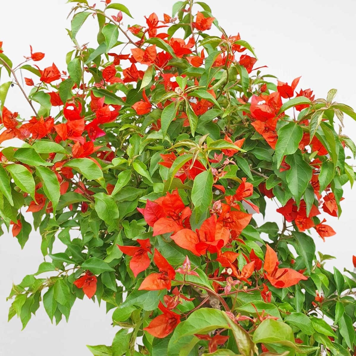 Cây bông giấy Thái dáng bonsai màu đỏ chậu ươm BGTL003