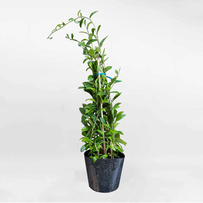 Cây Cúc Tần Ấn Độ Vernonia elliptica