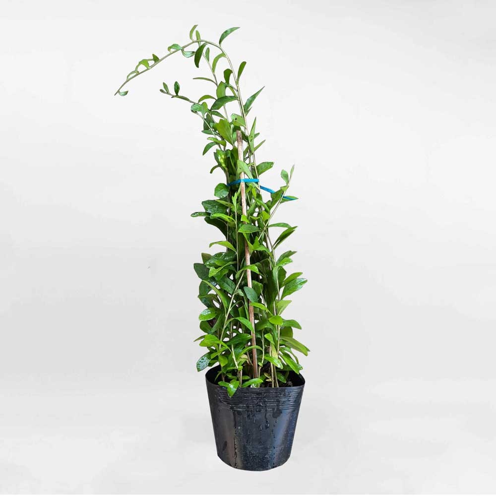 Cây Cúc Tần Ấn Độ Vernonia elliptica