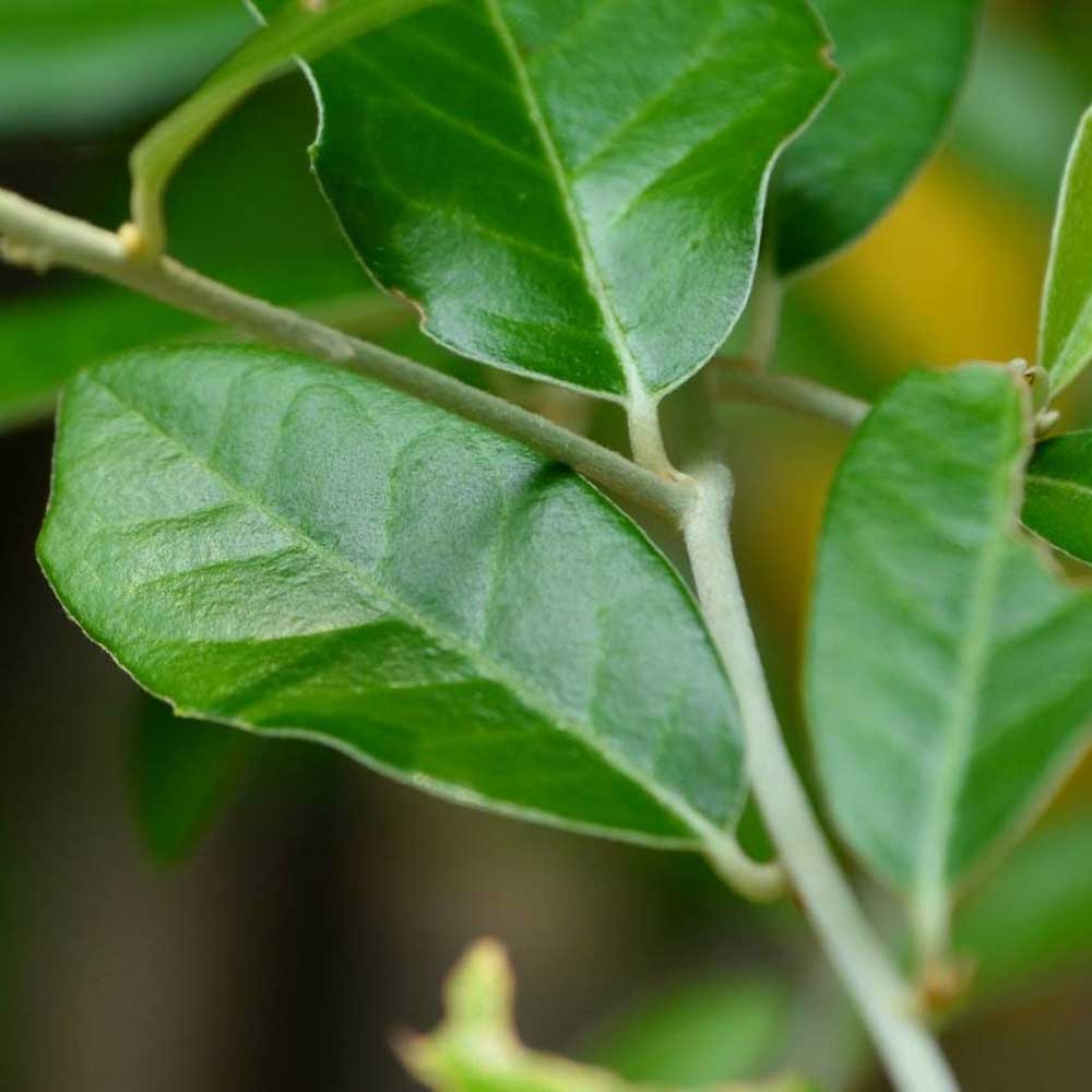 Cây Cúc Tần Ấn Độ Vernonia elliptica