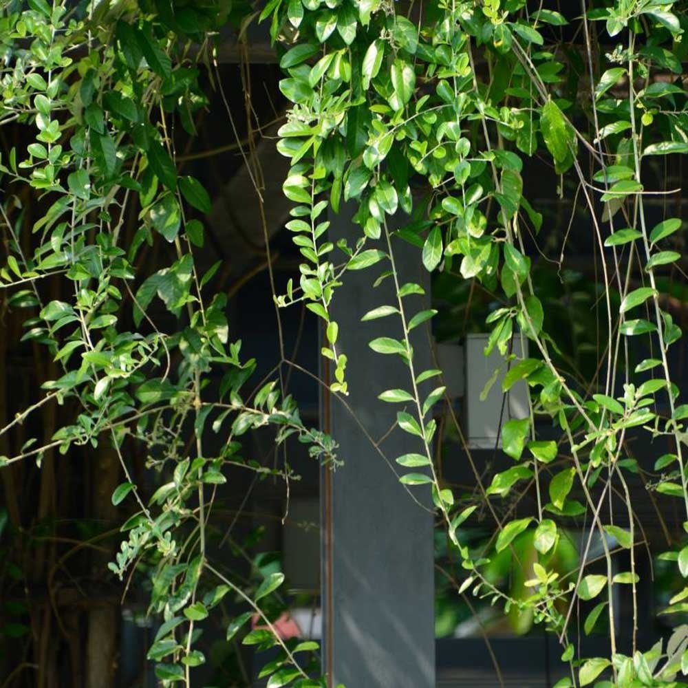 Cây Cúc Tần Ấn Độ Vernonia elliptica