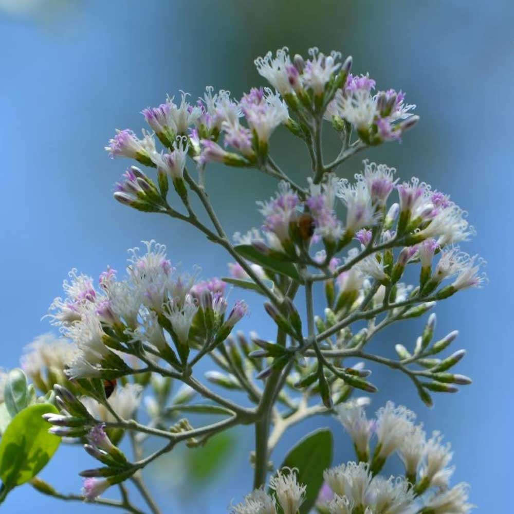 Cây Cúc Tần Ấn Độ Vernonia elliptica