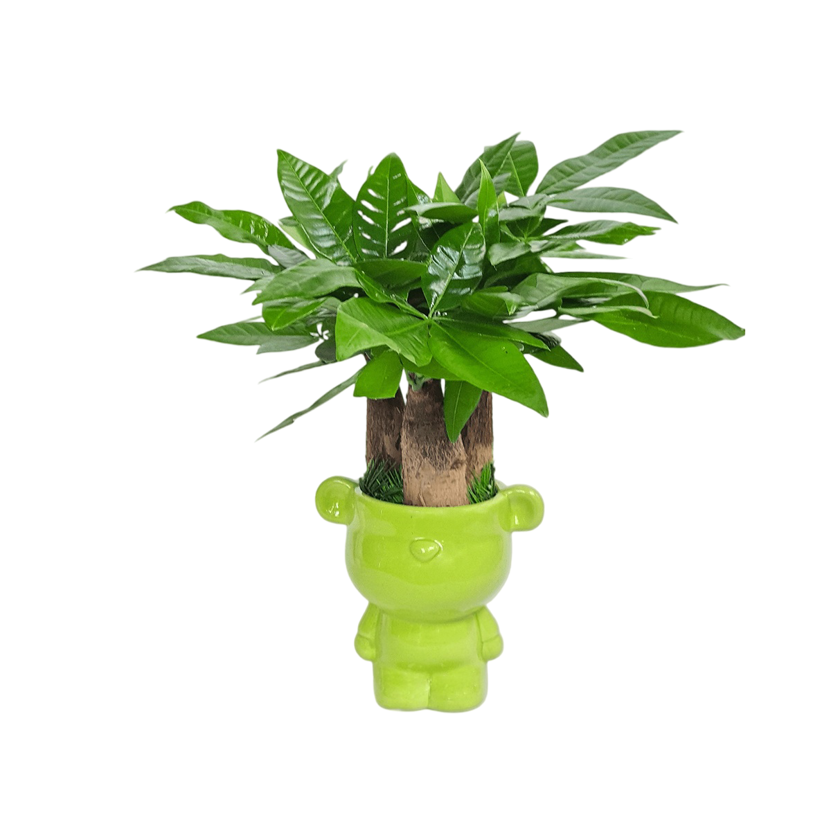 Cây để bàn