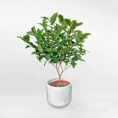 Cây Hải đường chậu sứ trắng có họa tiết Camellia amplexicaulis CAME001