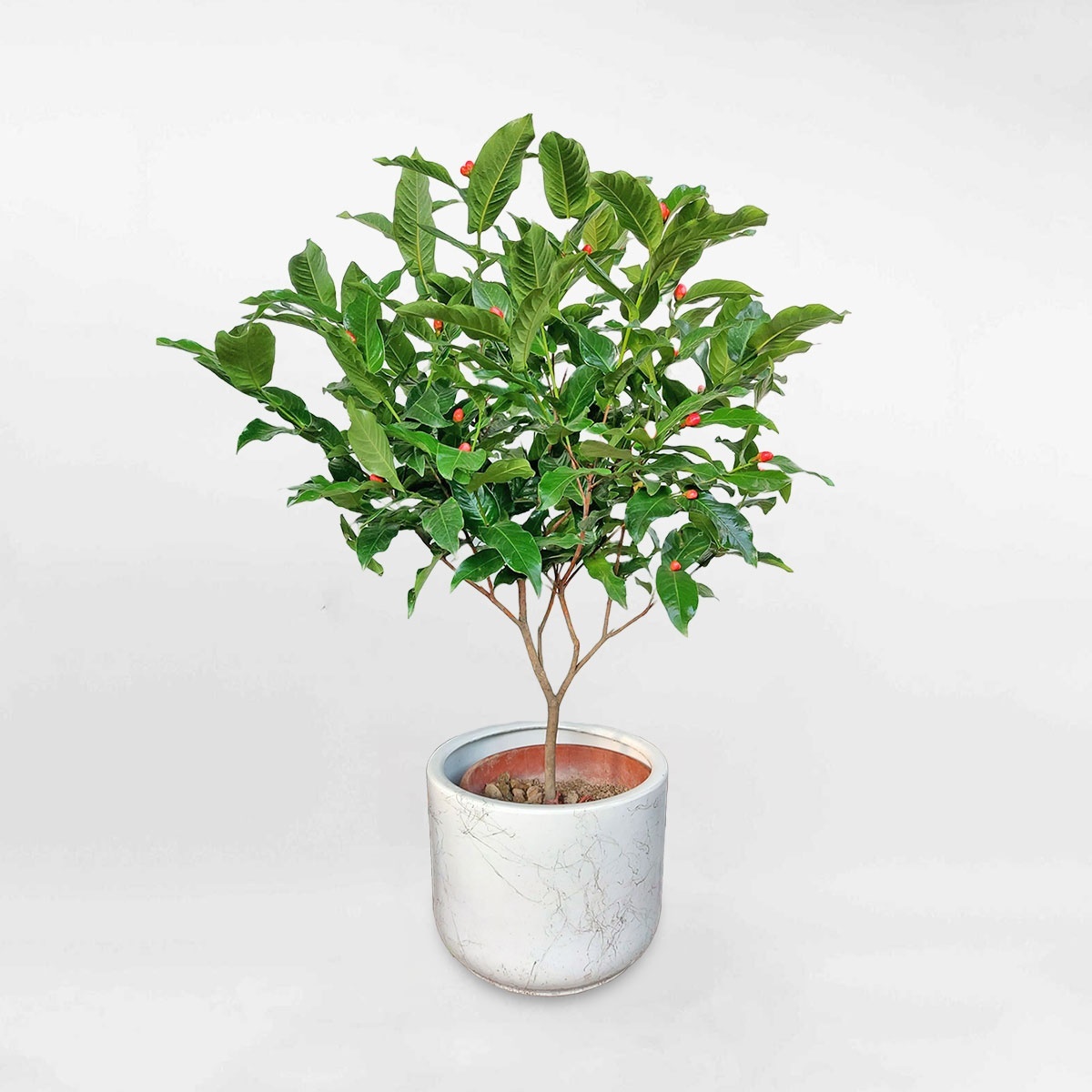 Cây Hải đường chậu sứ trắng có họa tiết Camellia amplexicaulis CAME001
