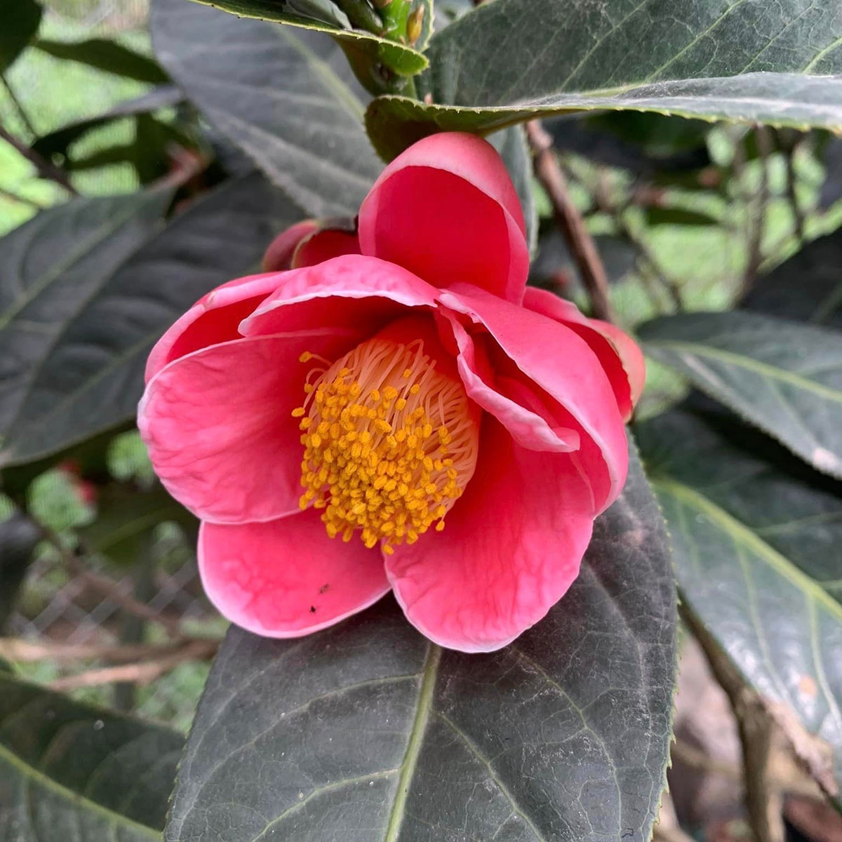 Cây Hải đường chậu sứ trắng có họa tiết Camellia amplexicaulis CAME001