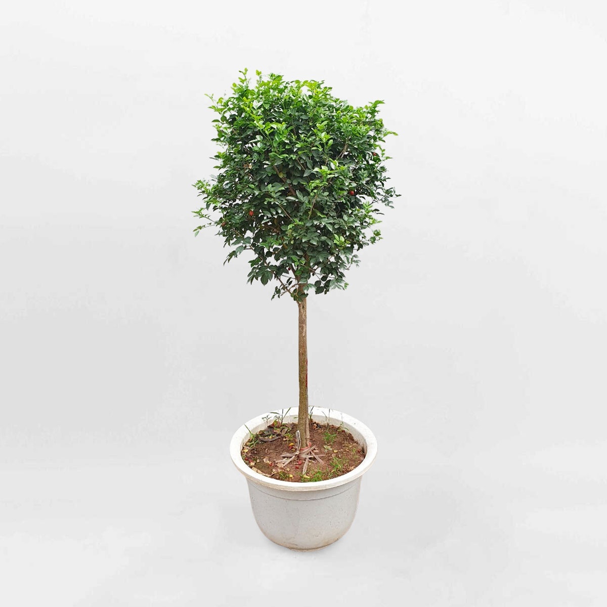 Cây hoa nguyệt quế dáng tree chậu ươm MURA002