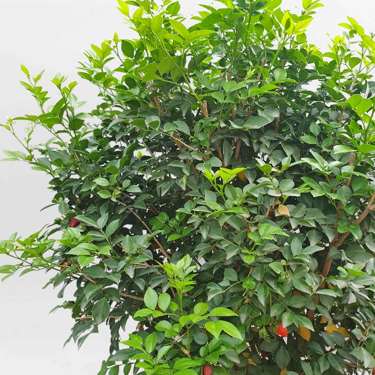 Cây hoa nguyệt quế dáng tree chậu ươm MURA002