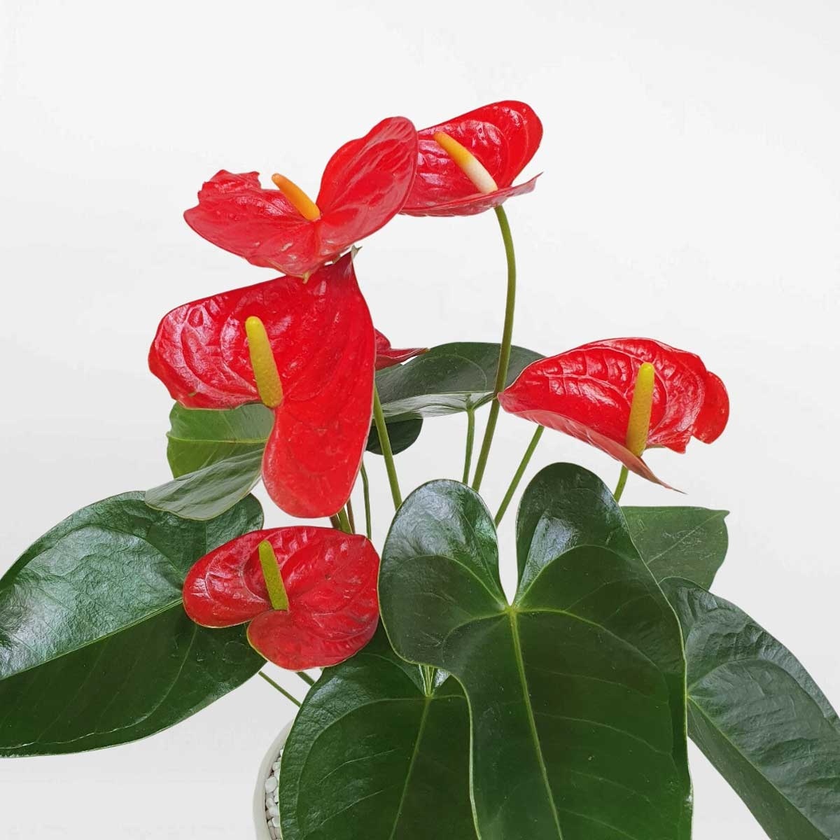 Cây hồng môn cỡ nhỏ chậu sứ trắng ANTH010
