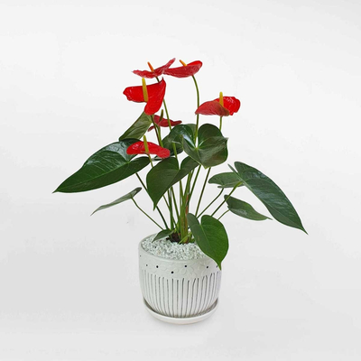 Cây hồng môn cỡ nhỏ chậu sứ trắng ANTH010