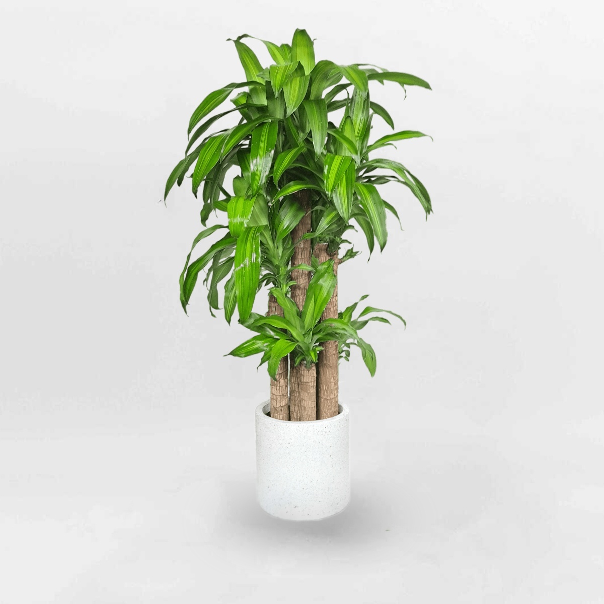 Cây phát tài bộ 5 – Cây thiết mộc lan CPTK001