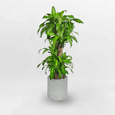 Cây phát tài bộ 5 – Cây thiết mộc lan CPTK001