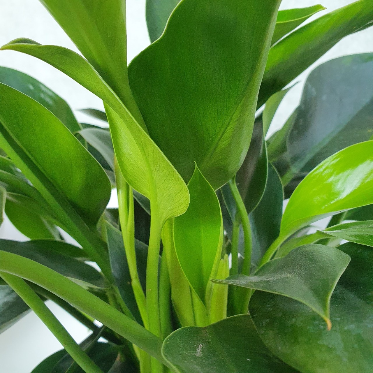 Cây trầu bà đế vương xanh chậu mặt cool ‘Imperial Green’ chậu sứ PHIG006