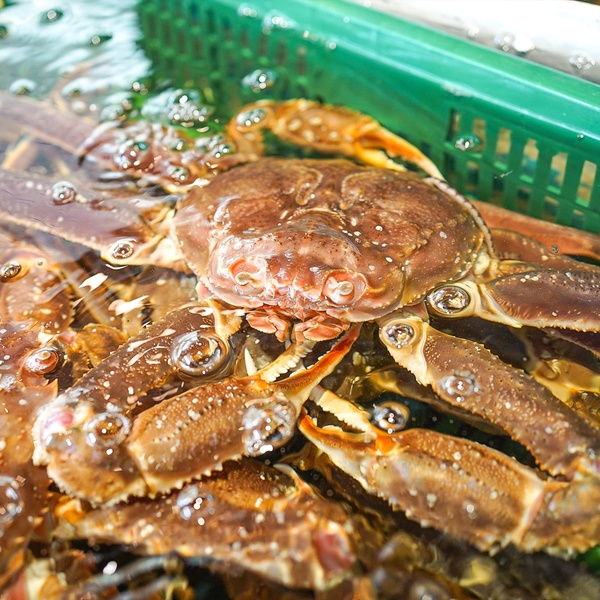 Cua Tuyết Sống