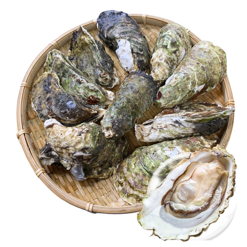 Hàu sữa