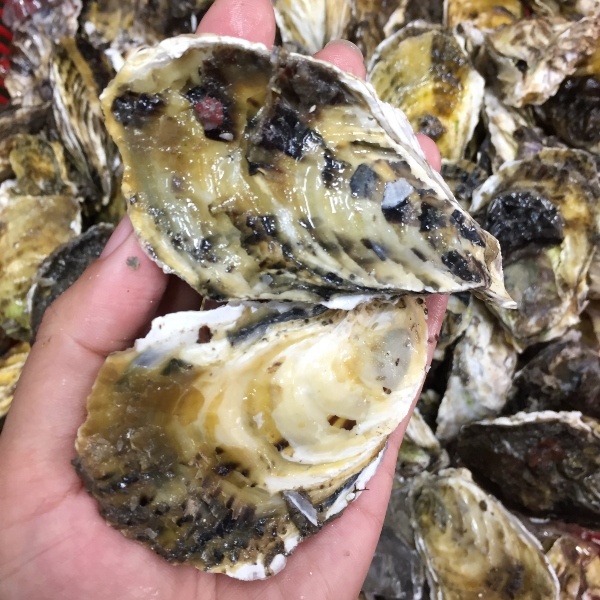 Hàu Sữa Giống Pháp