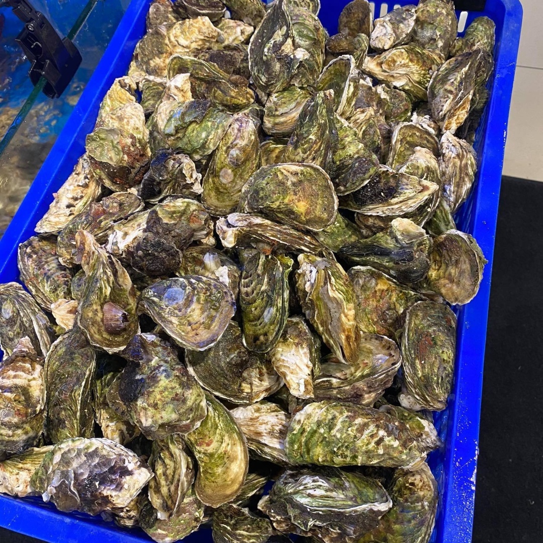 Hàu Sữa Giống Pháp
