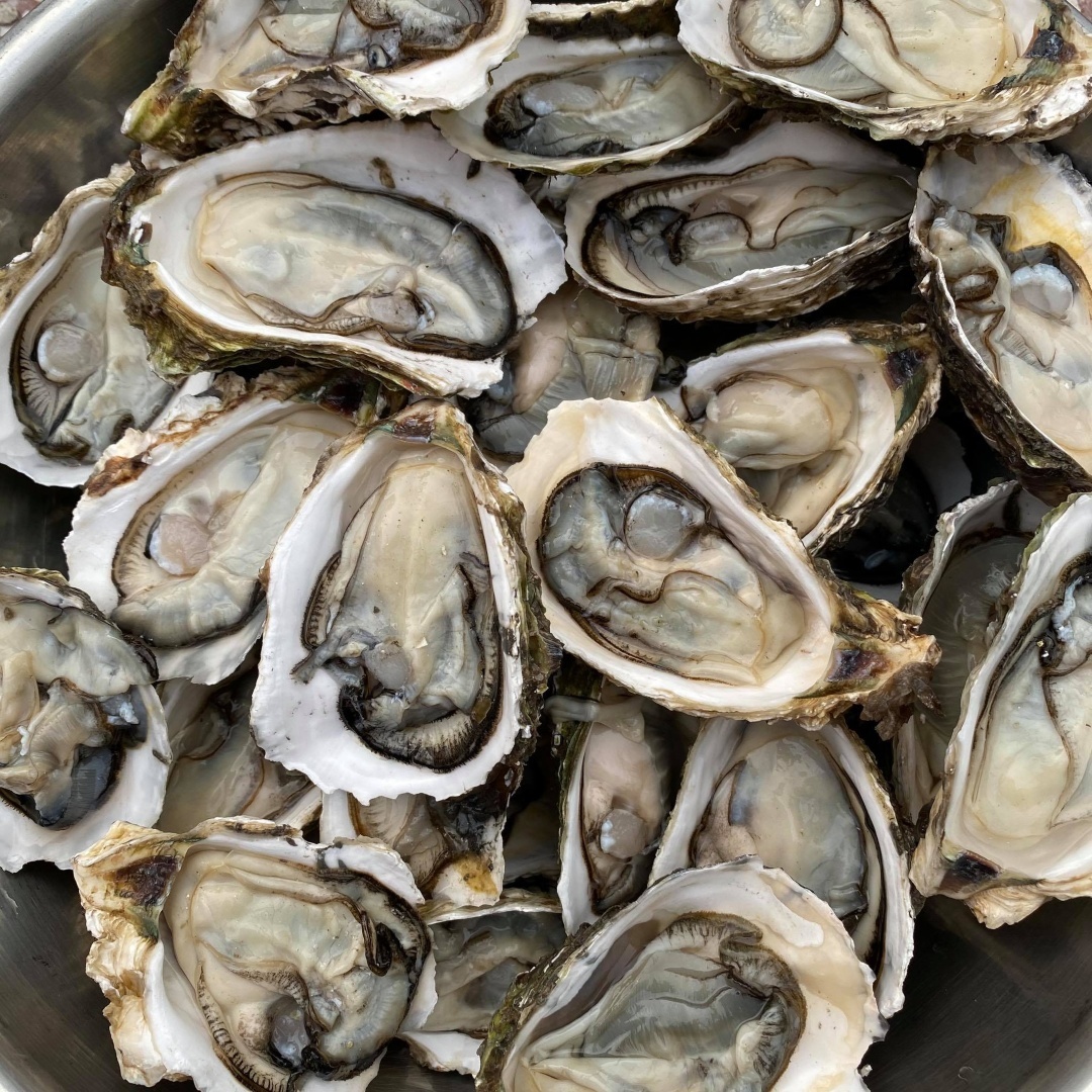 Hàu Sữa Giống Pháp