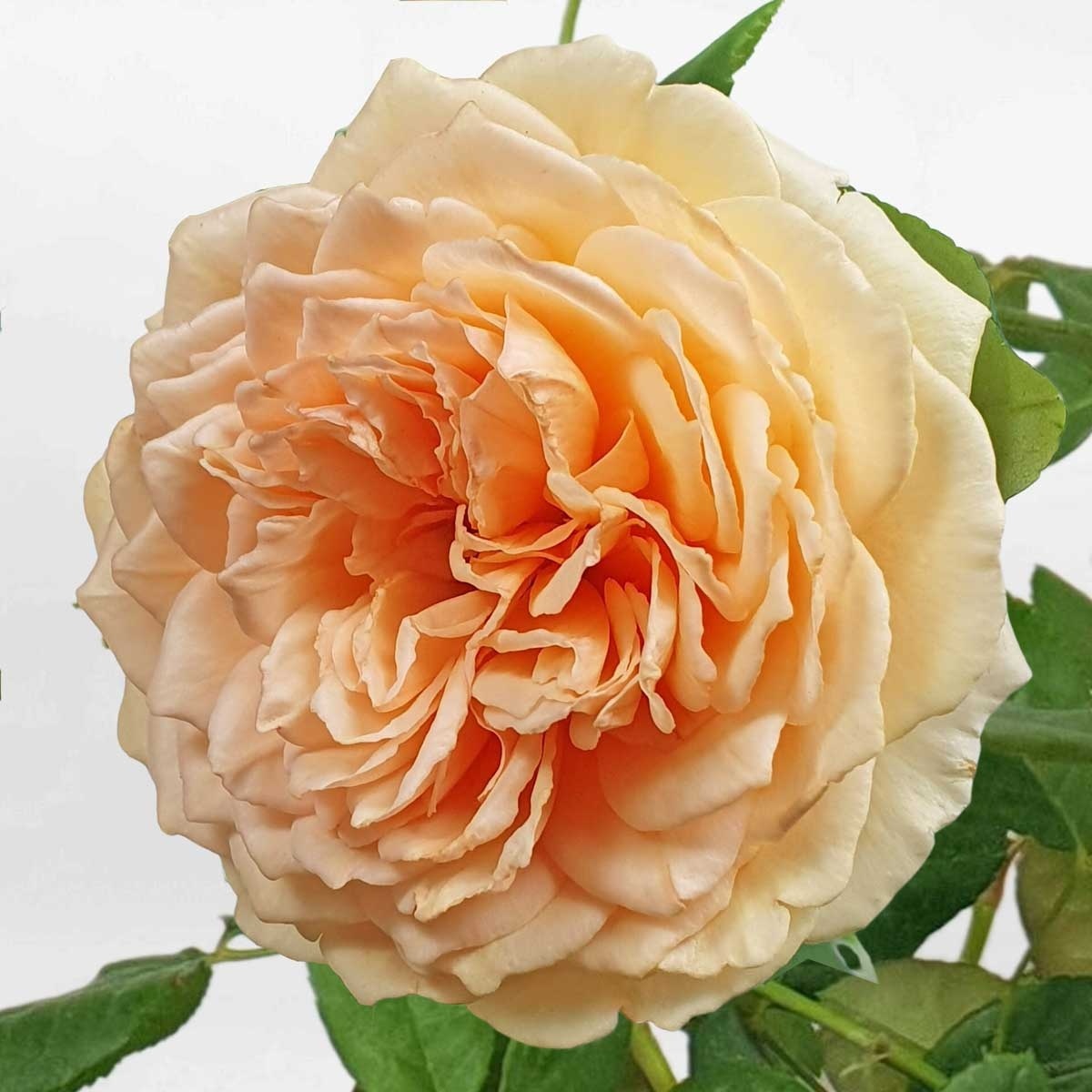 Hoa hồng leo Crown Princess Margareta size nhỏ ROSE010