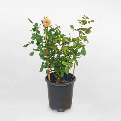Hoa hồng leo Crown Princess Margareta size nhỏ ROSE010