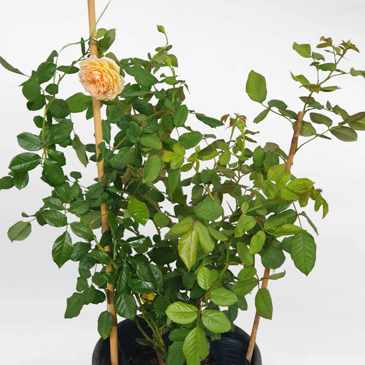 Hoa hồng leo Crown Princess Margareta size nhỏ ROSE010