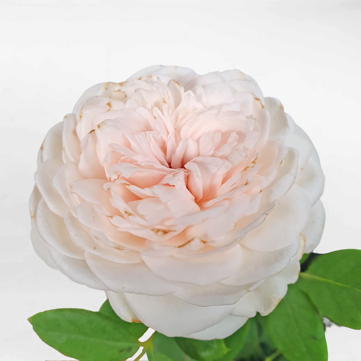 Hoa hồng leo Herzogin màu trắng phớt size nhỏ ROSE011