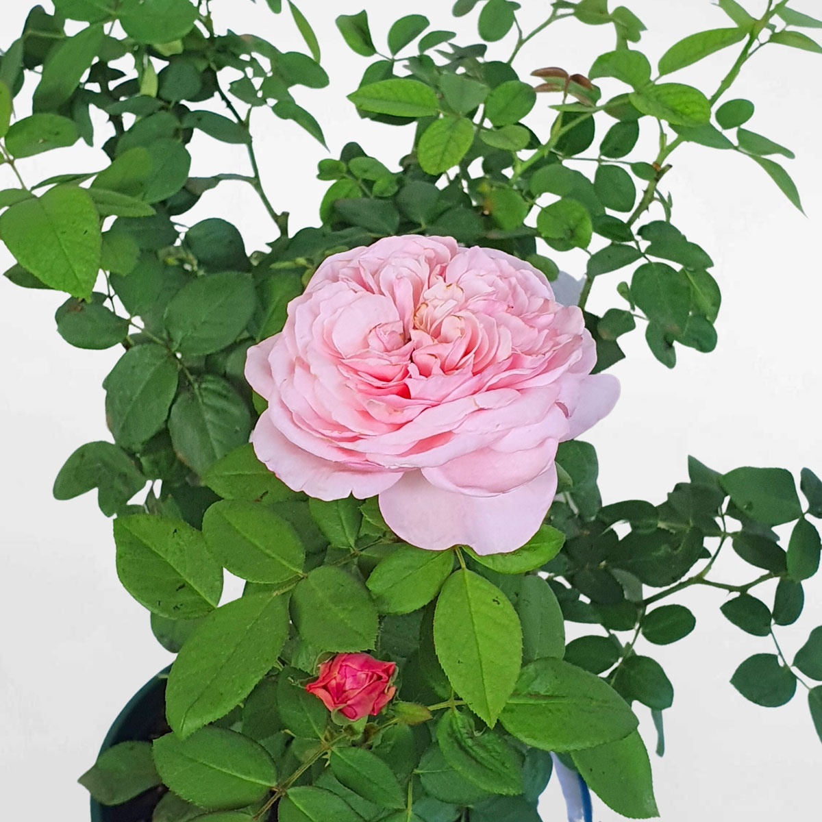 Hoa hồng ngoại Carey màu hồng size nhỏ ROSE012