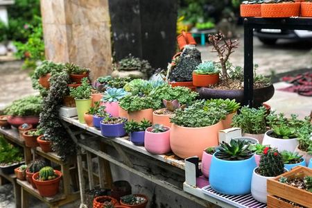Hướng dẫn cách trang trí sen đá đẹp và độc đáo có thể bạn chưa biết