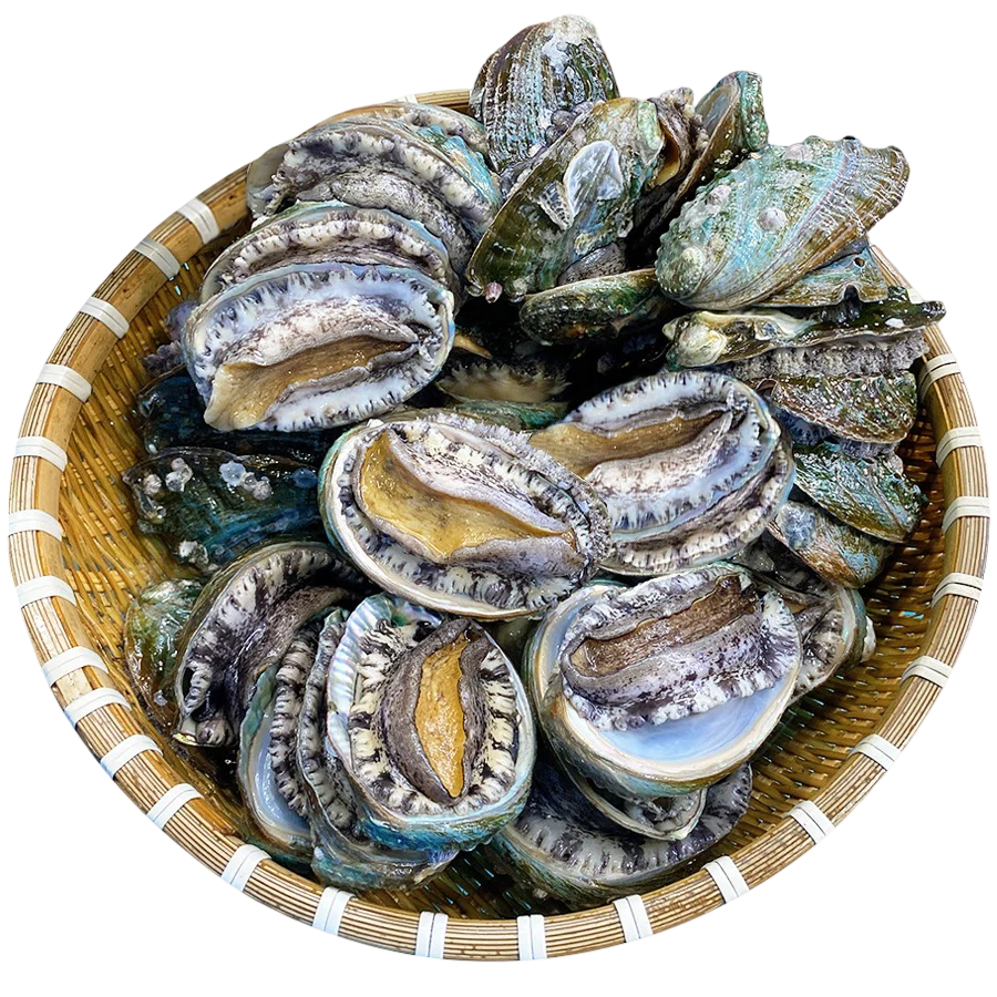 Ngao, Sò, Ốc