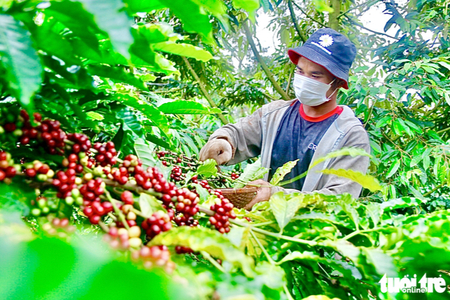 Nông dân trồng cà phê Tây Nguyên được trả bảo hiểm vì mưa lớn