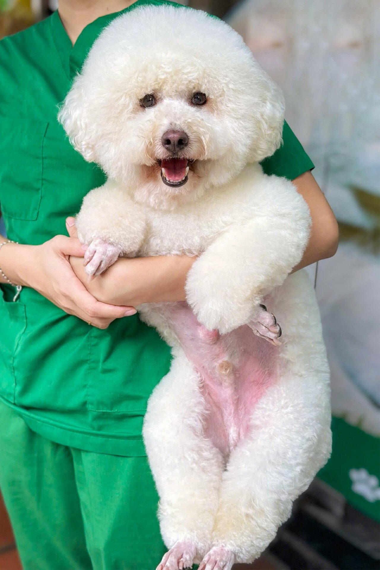 Dịch vụ LifePet