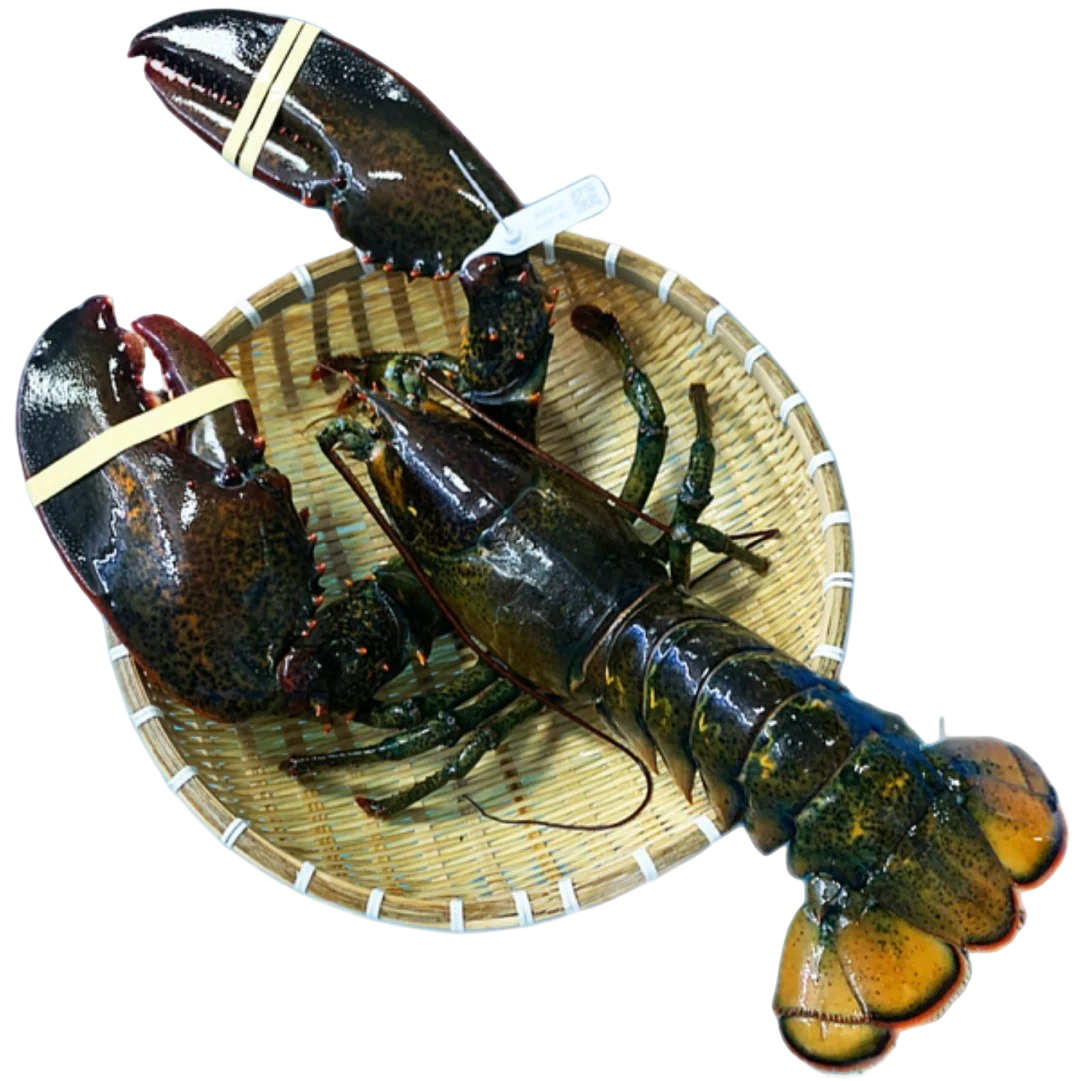 Tôm các loại
