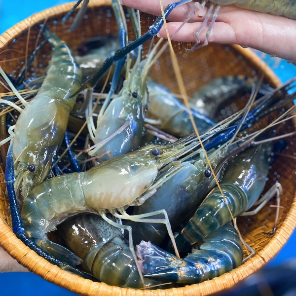 Tôm Càng Xanh Đông Lạnh