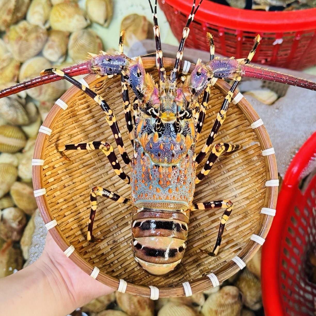 Tôm Hùm Bông Sống 500-700g/con